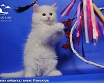 Кошки в Воронеже: Дайнерис Манчжури Девочка, 55 000 руб. - фото 1