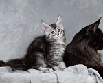 Кошки в Москве: Саманта - серебряная кошка мейн-кун Девочка, 80 000 руб. - фото 5