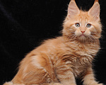 Кошки в Дмитрове: котик мейн кун Мальчик, 49 000 руб. - фото 1