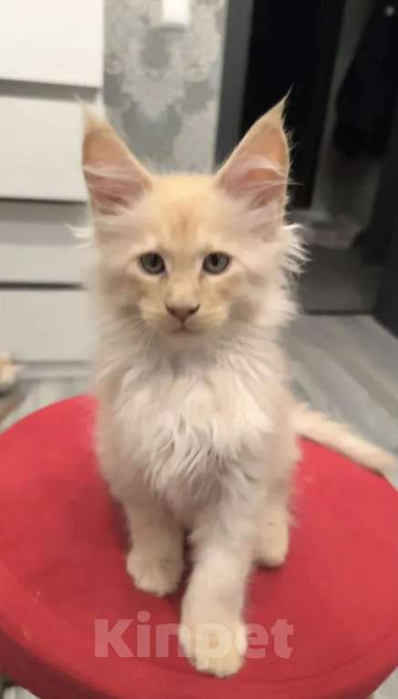 Кошки в Мытищах: Котята менкун Девочка, 15 000 руб. - фото 1
