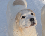 Собаки в Архангельске: Щенок девочка Алабай Девочка, 40 000 руб. - фото 4