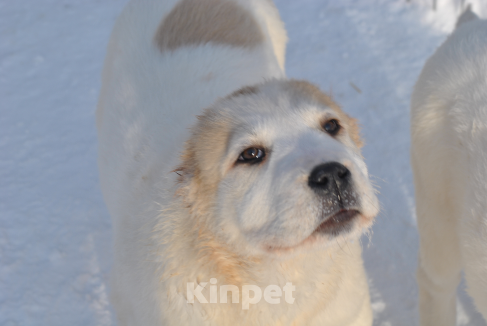 Собаки в Архангельске: Щенок девочка Алабай Девочка, 40 000 руб. - фото 4