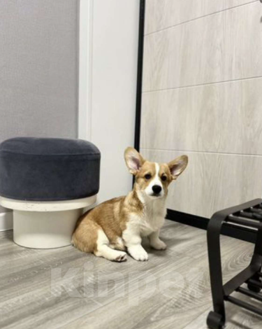 Собаки в Ростове-на-Дону: Вельш корги Пемброк щенки РКФ Мальчик, 50 000 руб. - фото 4