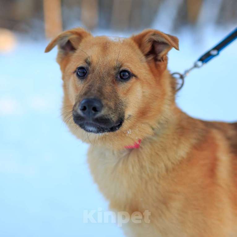 Собаки в Москве: Хэппи Девочка, Бесплатно - фото 4