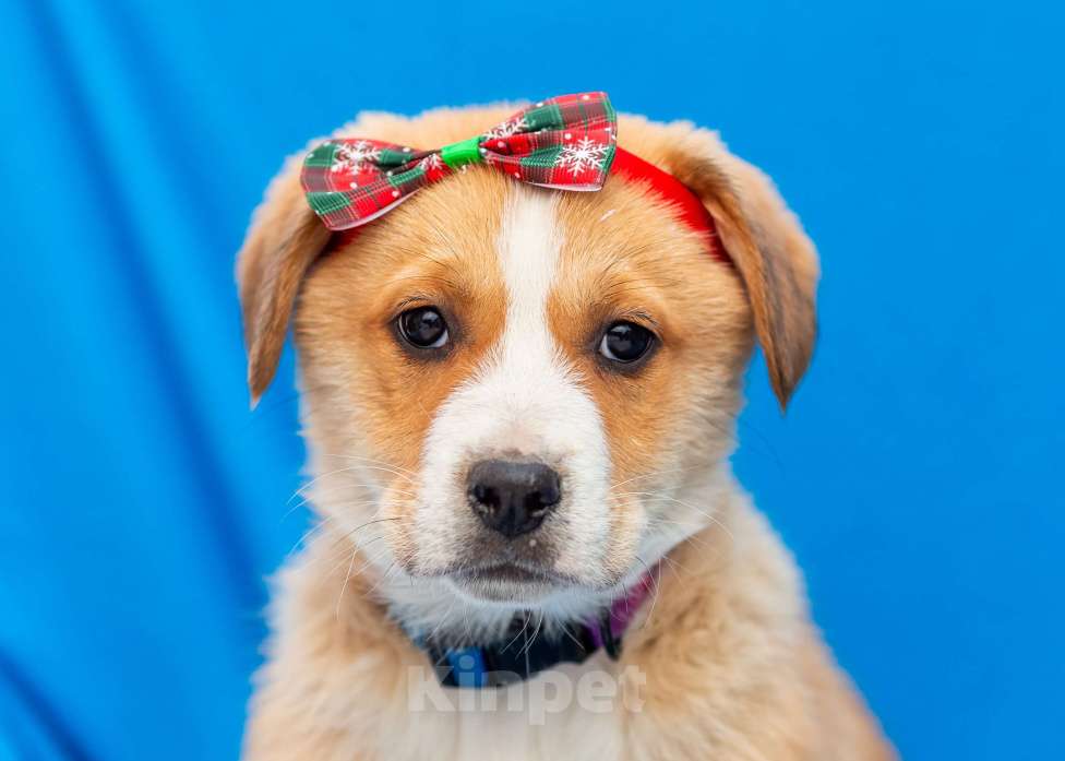 Собаки в других городах Московской области: Щенок Марта в добрые руки Девочка, Бесплатно - фото 4