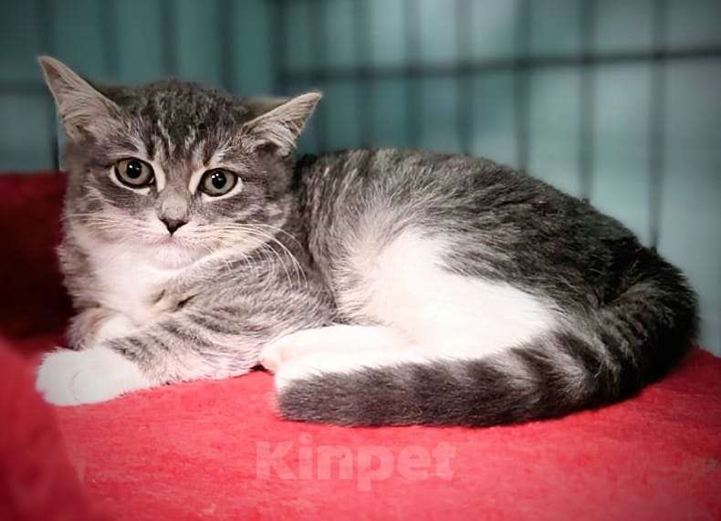 Кошки в Москве: Котята в добрые руки! Девочка, Бесплатно - фото 1