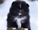 Собаки в Пушкино: щенки померанского шпица Мальчик, 50 000 руб. - фото 2