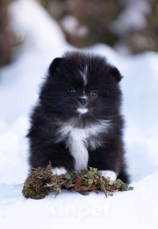 Собаки в Пушкино: щенки померанского шпица Мальчик, 50 000 руб. - фото 2