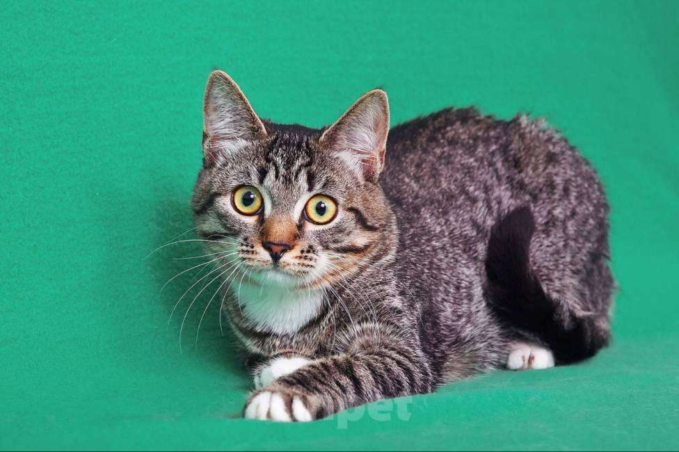 Кошки в Москве: Котёнок Яся ищет чудесный дом Девочка, 33 руб. - фото 3