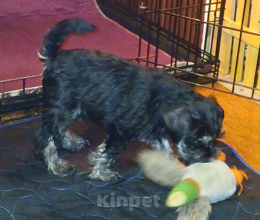 Собаки в Санкт-Петербурге: Четыре кобеля 2 окрасов Мальчик, 50 000 руб. - фото 3