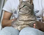 Кошки в Котельнике: Самая ласковая и ручная кошечка Тея в добрые руки Девочка, Бесплатно - фото 4