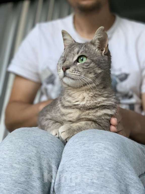 Кошки в Котельнике: Самая ласковая и ручная кошечка Тея в добрые руки Девочка, Бесплатно - фото 4