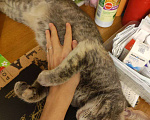 Кошки в Реутове: Кошечку в добрые руки Девочка, Бесплатно - фото 4