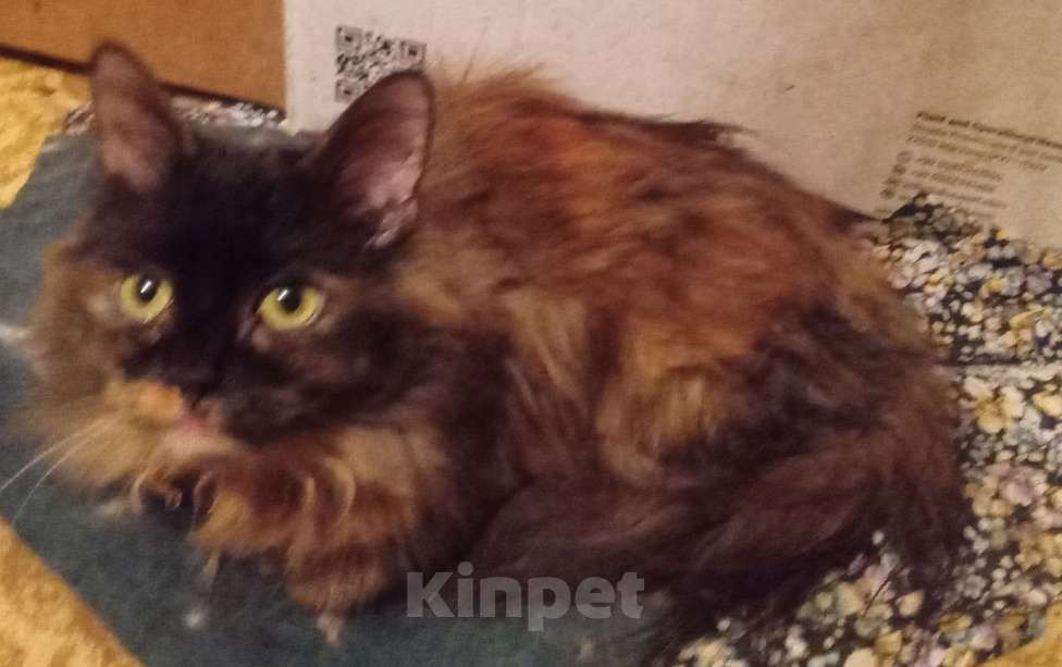 Кошки в Москве: Шоколадно-рыжая сибирская малышка Девочка, Бесплатно - фото 5