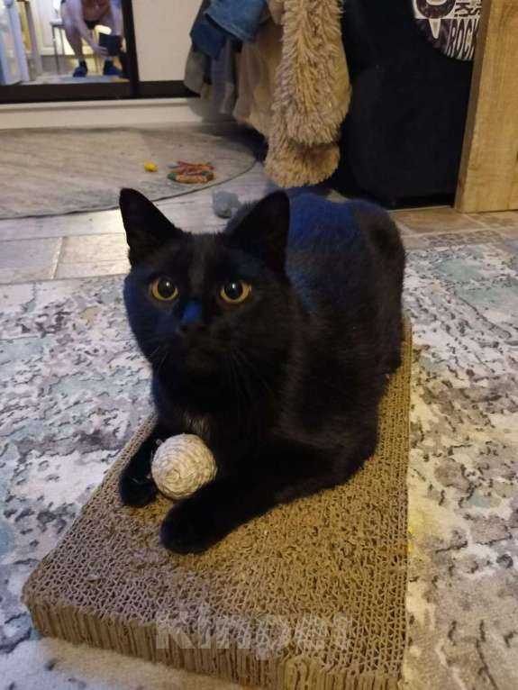 Кошки в Москве: Помогите, пожалуйста, найти кошку Тучку Девочка, Бесплатно - фото 2