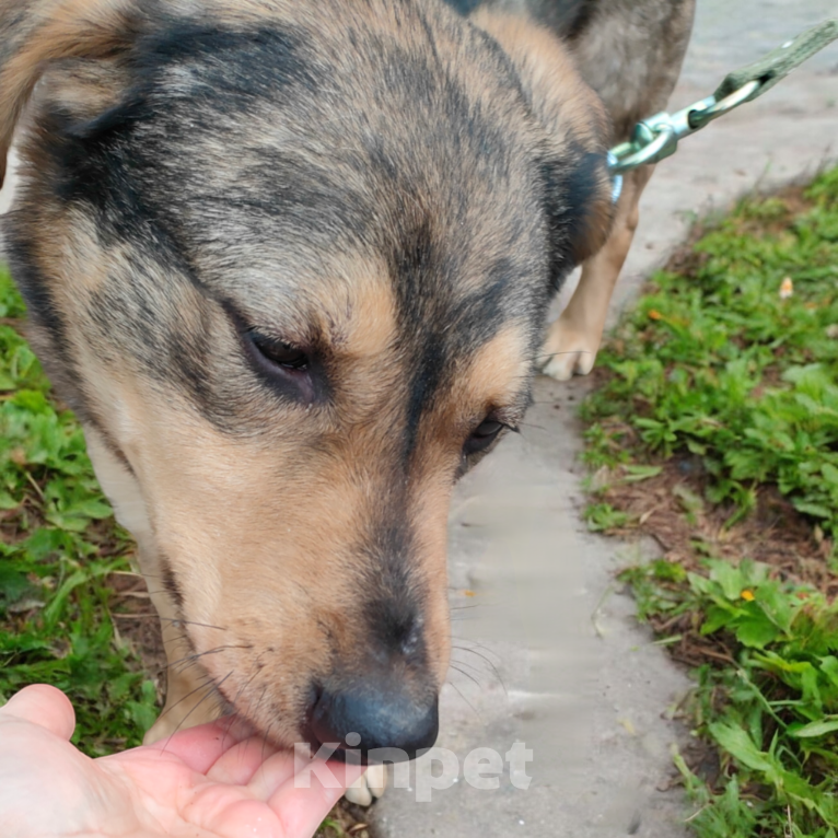 Собаки в Москве: пес Тайсон в добрые руки Мальчик, Бесплатно - фото 3