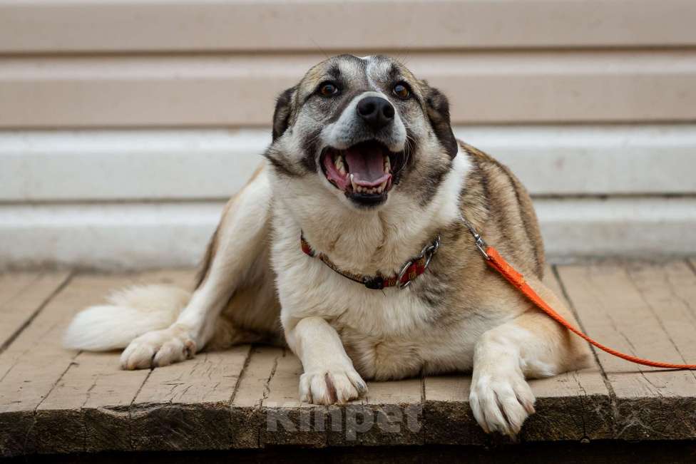 Собаки в Москве: Дейзи Девочка, Бесплатно - фото 19
