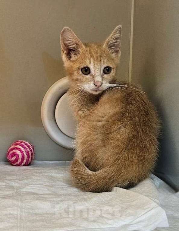 Кошки в Москве: котята в поисках дома Девочка, Бесплатно - фото 4