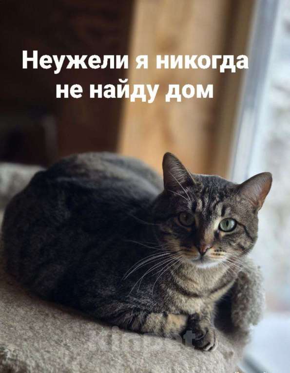 Кошки в Москве: Барсик ищет дом Мальчик, Бесплатно - фото 2