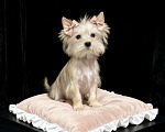 Собаки в Москве: Подрощенный йорк мини девочка золотая Девочка, 70 000 руб. - фото 5