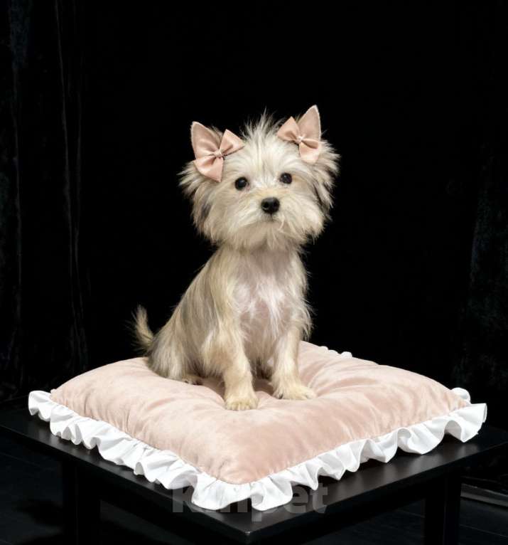 Собаки в Москве: Подрощенный йорк мини девочка золотая Девочка, 70 000 руб. - фото 5