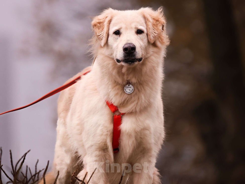Собаки в Москве: Золотистый ретривер в добрые руки Девочка, Бесплатно - фото 4
