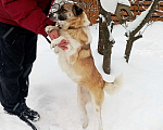 Собаки в Москве: Маленькая Лия (40 см) в поисках семьи Девочка, Бесплатно - фото 4