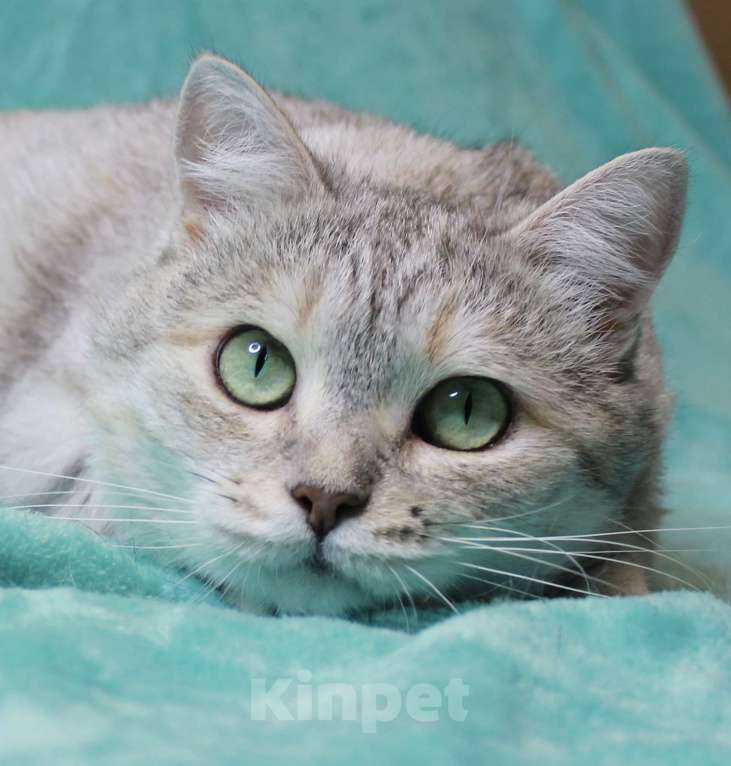 Кошки в Москве: Предали и выбросили! Девочка, Бесплатно - фото 2