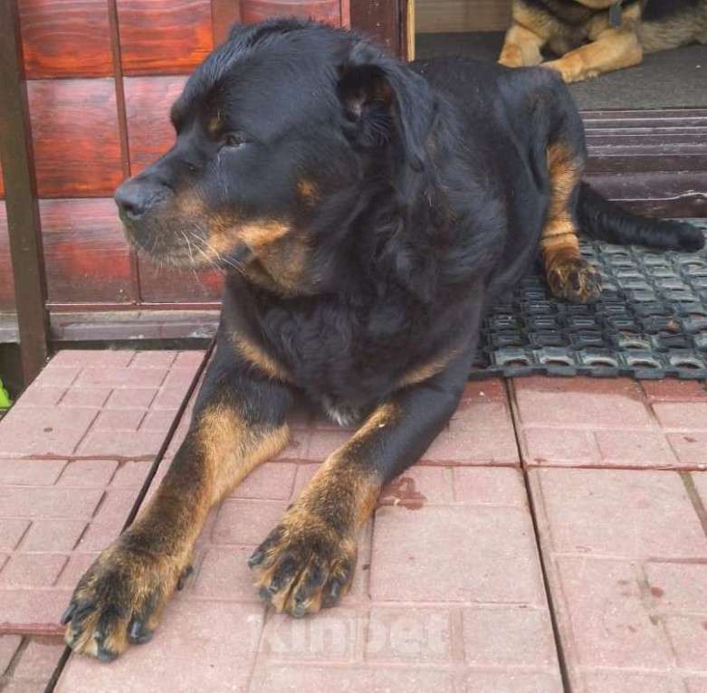Собаки в других городах Московской области: Найдена собака Девочка, Бесплатно - фото 2