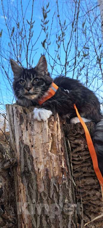 Кошки в Москве: Детки Мейн кун Девочка, 27 000 руб. - фото 6