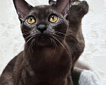 Кошки в Энгельс: Котята европейской бурмы Девочка, 30 000 руб. - фото 6