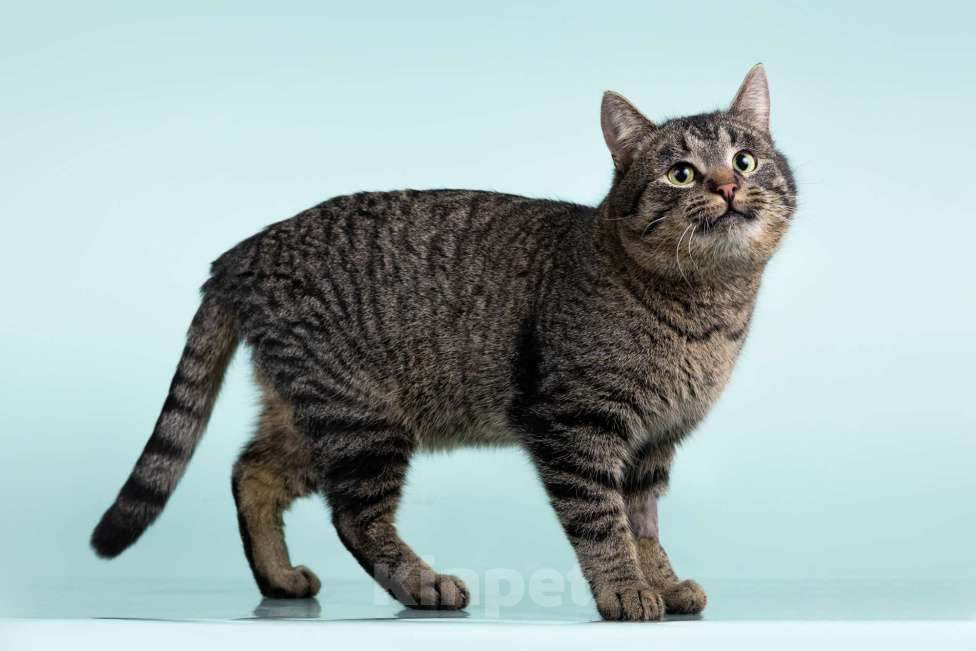 Кошки в Москве: Ищет дом шикарный, молодой кот Капитан! Ласково — Тоша Мальчик, 10 руб. - фото 9