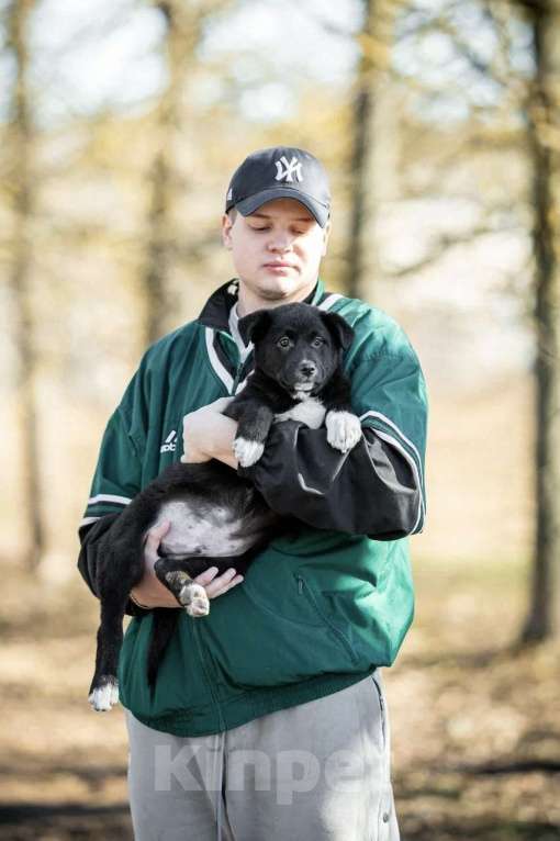 Собаки в Москве: Марко ищет дом  Мальчик, Бесплатно - фото 7