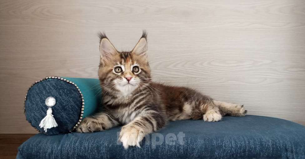 Кошки в Москве: Мейн-Кун котята Разнополые, Бесплатно - фото 2