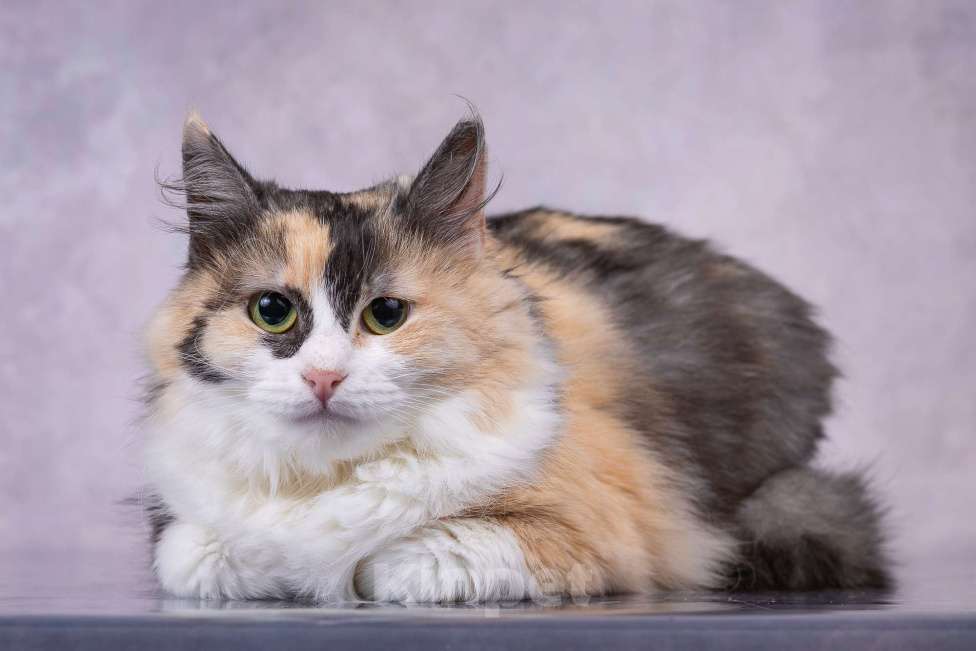 Кошки в Москве: Мотли в добрые руки  Девочка, Бесплатно - фото 3