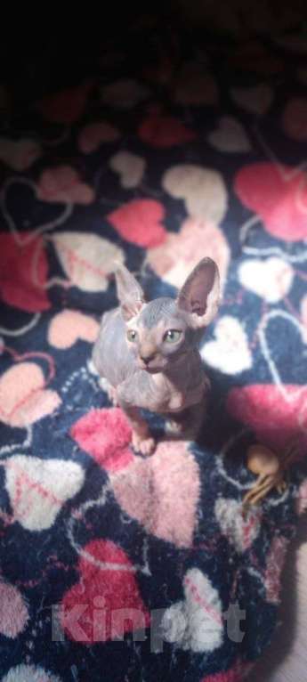 Кошки в Донецке: Канадский сфинкс девочка  Девочка, 15 000 руб. - фото 2