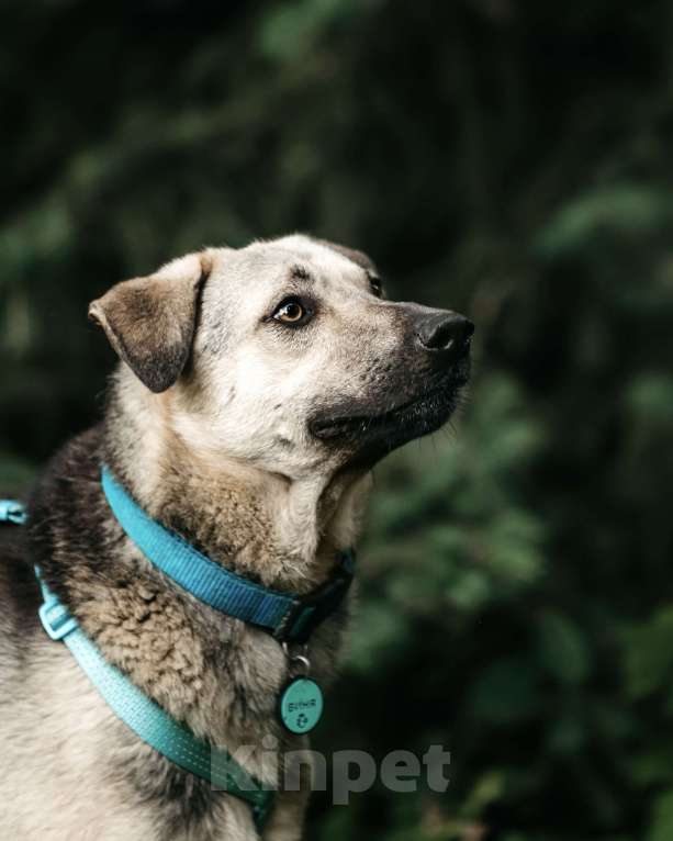Собаки в Москве: Вини продолжает ждать.. Мальчик, Бесплатно - фото 6