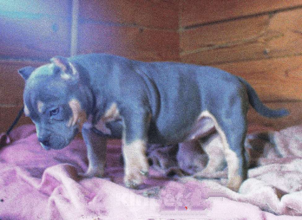 Собаки в Братске: Подрастает малышка. Девочка, 90 000 руб. - фото 4