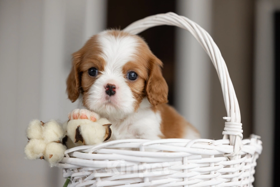 Собаки в Москве: Мальчик  бленхейм  Мальчик, 95 000 руб. - фото 4