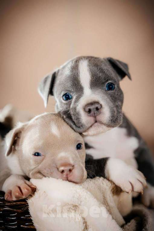 Собаки в Москве: Американский булли щенки  Мальчик, 80 000 руб. - фото 10