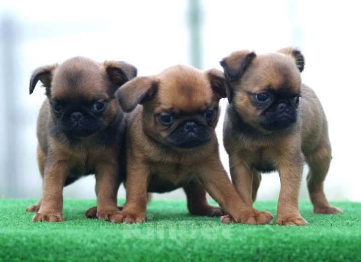 Собаки в Москве: ЩЕНКИ ГРИФФОНА  И  БРАБАНСОНА Мальчик, Бесплатно - фото 1