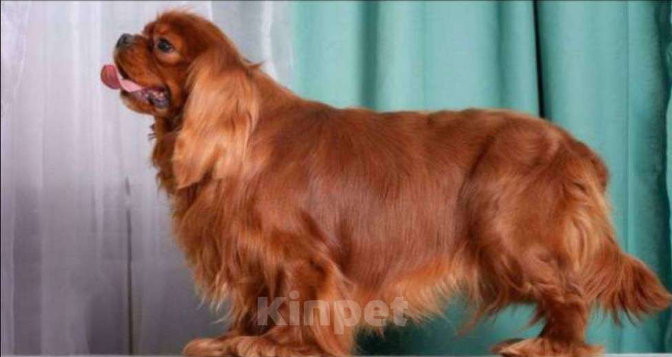 Собаки в Котовске: Продаются щенки Кавалер Кинг Чарльз спаниель Мальчик, 60 000 руб. - фото 7