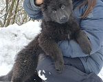 Собаки в Москве: Длиннички  Мальчик, 55 000 руб. - фото 2