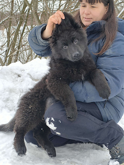 Объявление: Длиннички , 55 000 руб., Москва