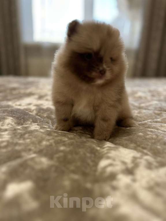 Собаки в Киселевске: Шпиц  Мальчик, Бесплатно - фото 2