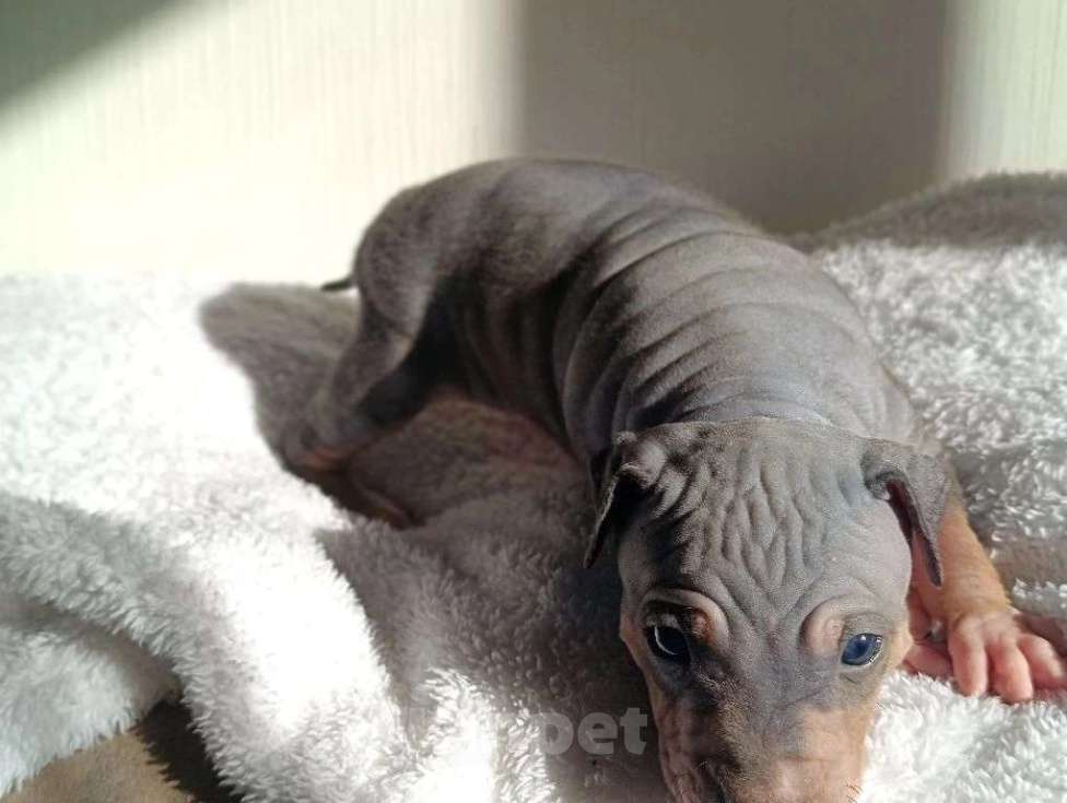 Собаки в Пушкино: Щенки АГТ Мальчик, 100 000 руб. - фото 8