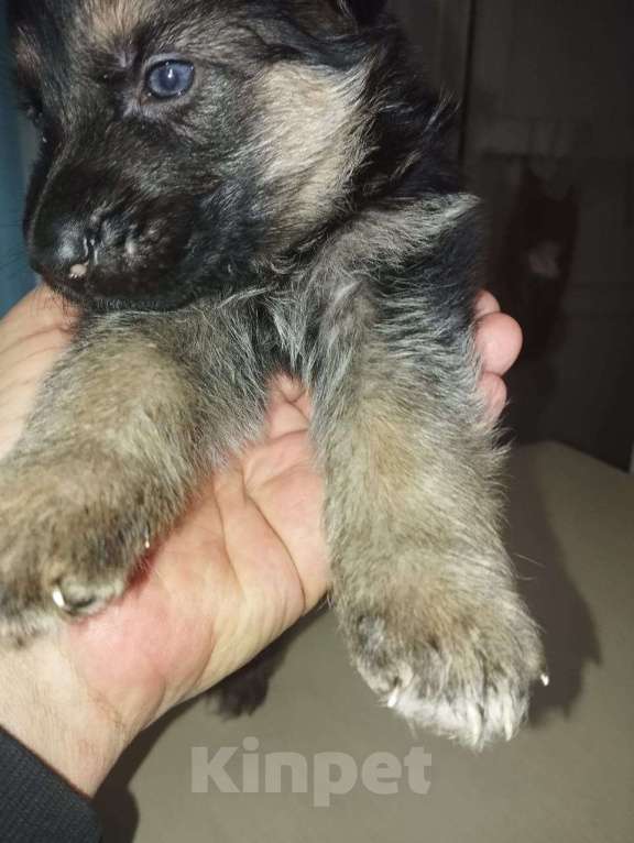 Собаки в Истре: милые МИШКИ Девочка, 20 000 руб. - фото 4