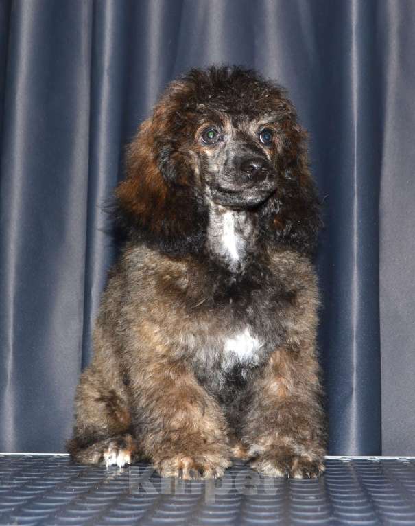 Собаки в Глазове: Онегин Мальчик, 30 000 руб. - фото 4