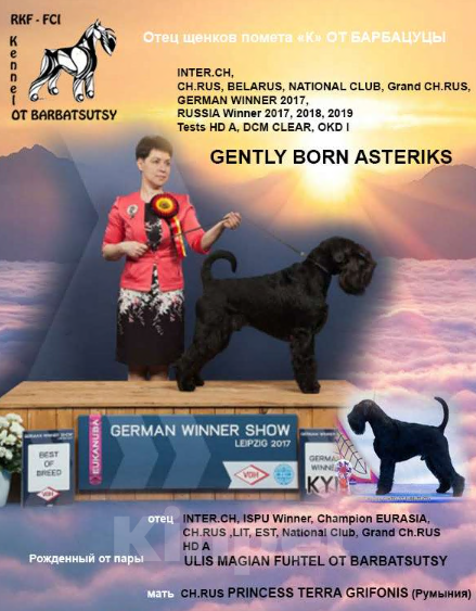 Собаки в Москве: Миттельшнауцер черного окраса Девочка, Бесплатно - фото 2