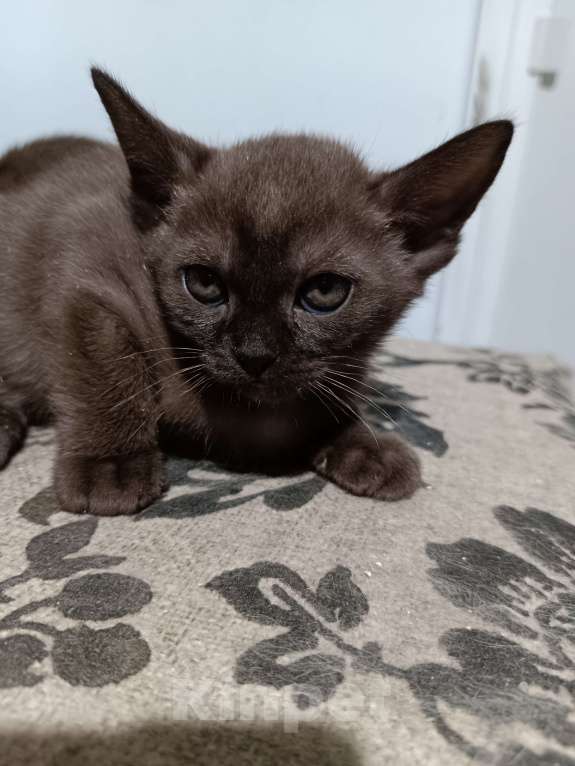 Кошки в других городах Владимирской области: Бурманские котята Разнополые, Бесплатно - фото 2